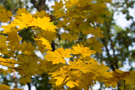 yellow maple tree fall leaves on branch selective focusの写真素材