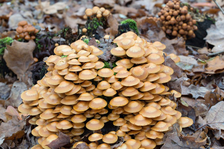 beige mushrooms on tree stump colony closeup selective focusの写真素材