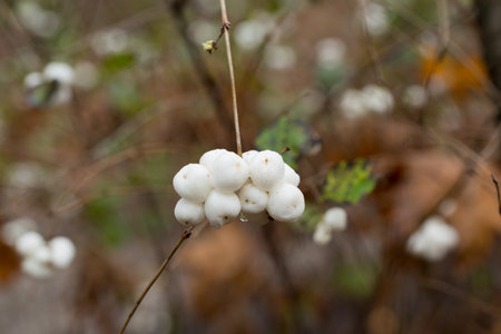 Symphoricarpos albus, common snowberries white berries on twig closeup selective focusの写真素材