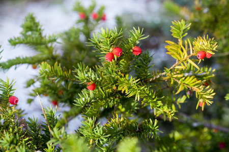 Taxus, red yews fruits on twig closeup selective focusの写真素材