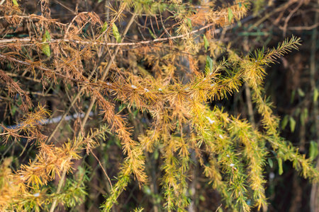 yellow larch, larix branches in autumn closeup selective focusの写真素材