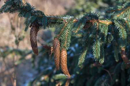 spruce cones on branch on sunny day closeup selective focusの写真素材