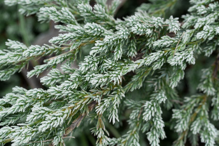 evergreen cypress branch covered with hoarfrost closeup selective focus