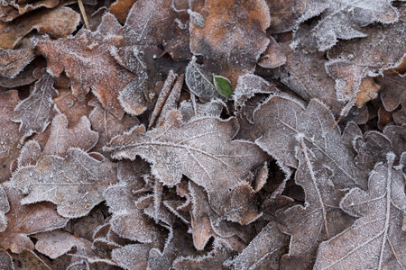 oak leaves covered covered with hoarfrost closeup selective focusの写真素材
