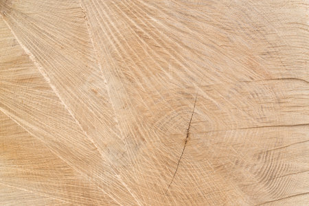 closeup of cut old oak tree log in forestの写真素材
