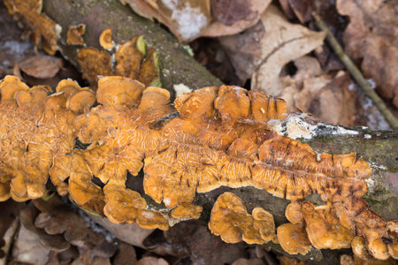 orange fungus on tree branch closeup selective focusの写真素材