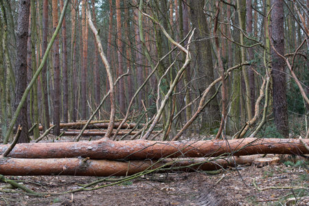 fallen pine trees in forest selective focusの写真素材