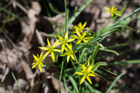 Gagea pratensis, yellow star-of-Bethlehem spring yellow flowers closeup selective focusの写真素材