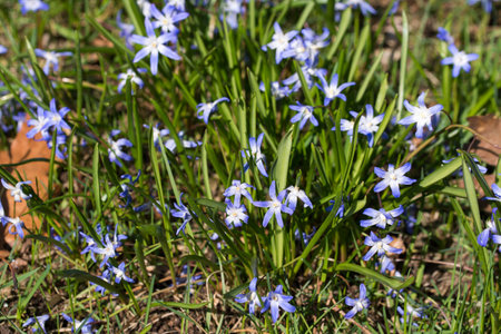 blue scilla lucilae spring violet flowers on sunny day closeup selective focusの写真素材
