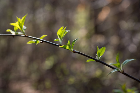 green spring leaves on teig closeup selective focusの写真素材