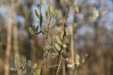 Willow green female catkins on twig closeup selective focusの写真素材