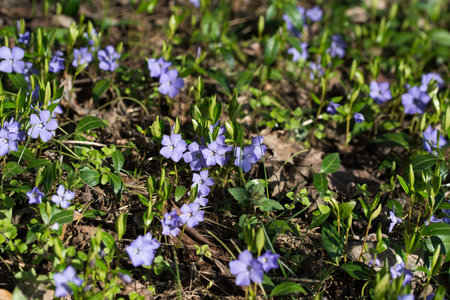 Vinca minor, lesser periwinkle spring violet flowers selective focusの写真素材