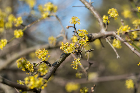 Cornus mas, cornel yellow flowers on branch closeup selective focusの写真素材