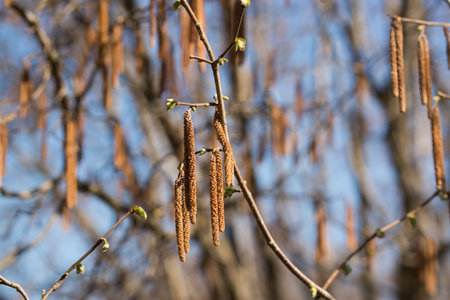 Corylus avellana, common hazel male catkins on twig closeup selective focusの写真素材