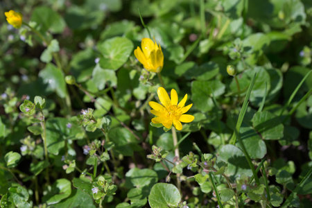 Ficaria verna, lesser celandine spring yellow flowers closeup selective focusの写真素材