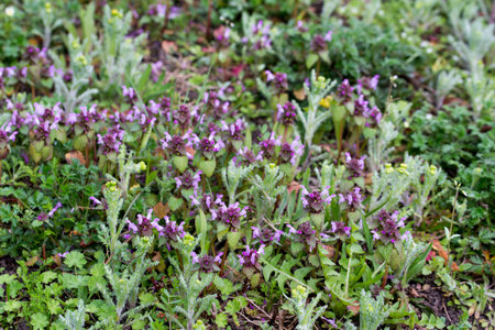 Lamium purpureum, dead-nettle flowers closeup selective focusの写真素材