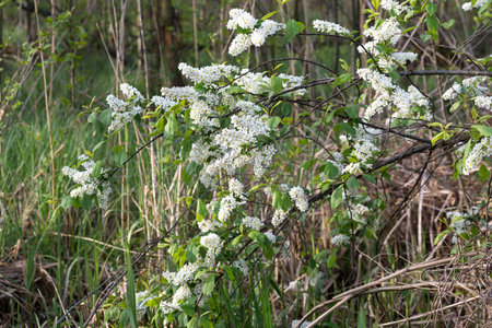 Bird cherry, Prunus padus white flowering shrub selective focusの写真素材