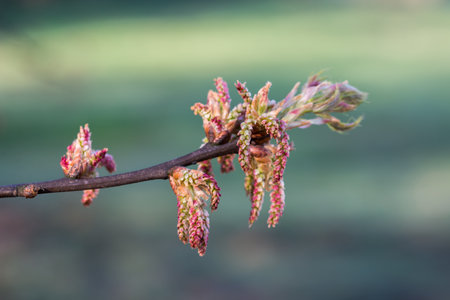 fresh oak spring flowers closeup selective focusの写真素材