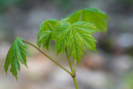 fresh spring maple leaves closeup selective focusの写真素材