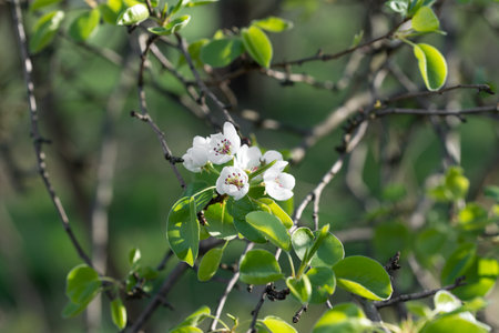 common pear, pyrus communis spring flowers selective focusの写真素材
