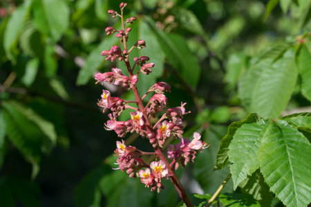 Aesculus carnea, red horse chestnut flowers on twig closeup selective focusの写真素材