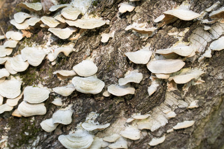 white fungus colony on birch tree closeup selective focusの写真素材