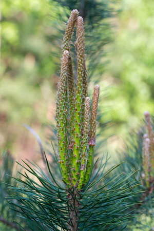 young spring pine shoots closeup selective focusの写真素材