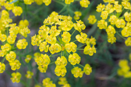 Euphorbia cyparissias, yellow flowers closeup selective focus cypress spurgeの写真素材