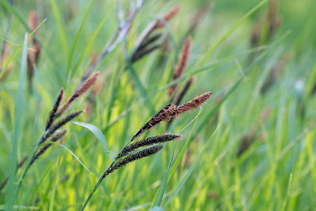 Flowering spring Carex acutiformis, lesser pond-sedge closeup selective focusの写真素材