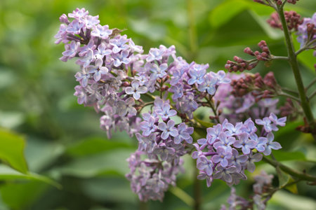 Syringa vulgaris, lilac flowers on twig closeup selective focusの写真素材