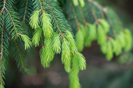 spruce spring twigs closeup selective focusの写真素材