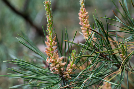 Pinus sylvestris, spring pine male flowers closeup selective focusの写真素材