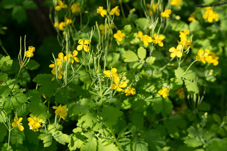 Chelidonium majus, greater celandine yellow flowers closeup selective focusの写真素材