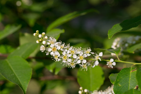Prunus padus, bird cherry spring flowers closeup selective focusの写真素材