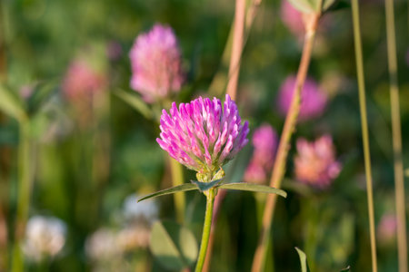 Trifolium pratense, pink or red clover flower in meadow closeup selective focusの写真素材