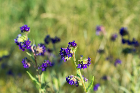 Anchusa officinalis, common bugloss violet flowers in meadow closeup selective focusの写真素材