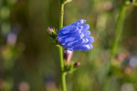 Common chicory blue summer flower closeup selective focusの写真素材