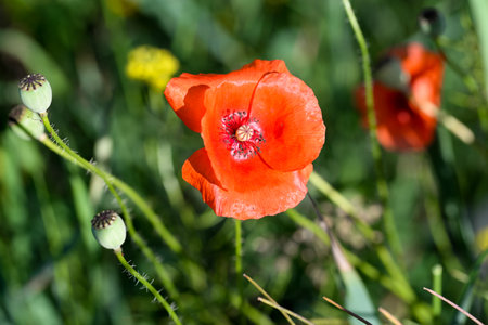 common poppy, summer red flowers closeup selective focusの写真素材