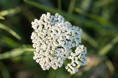 Achillea millefolium, common yarrow white summer flowers closeup selective focusの写真素材