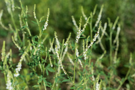 Melilotus albus, honey clover white meadow flowers closeup selective focusの写真素材