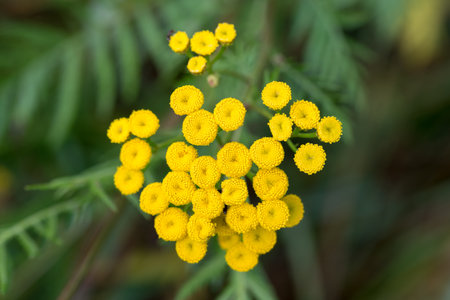 common tansy, bitter buttons yellow flowers closeup selective focusの写真素材
