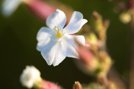 Silene latifolia, white campion summer flower closeup selective focusの写真素材