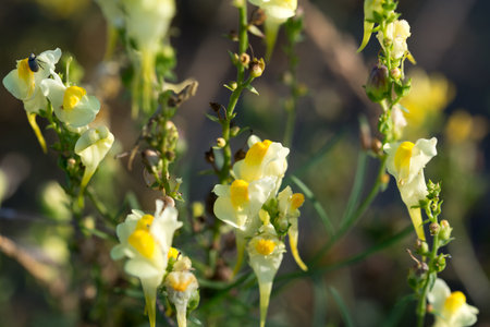 Linaria vulgaris, common toadflax yellow summer flowers closeup selective focusの写真素材