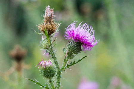 Carduus acanthoides, plumeless thistle summer flower closeup selective focusの写真素材