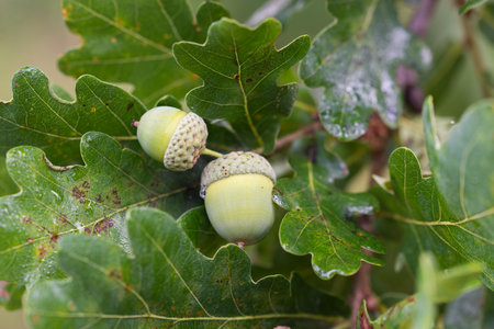 oak green acorns on twig closeup selective focusの写真素材