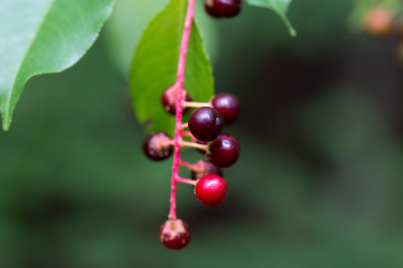 Prunus serotina, wild black cherry unripe berries closeup selective focusの写真素材
