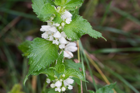 Lamium album, white dead-nettle flowers in meadow closeup selective focusの写真素材