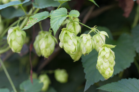 Humulus lupulus, common hop green cones closeup selective focusの写真素材