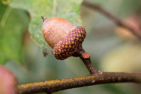 oak (Quercus rubra) brown acorns on twig closeup selective focusの写真素材