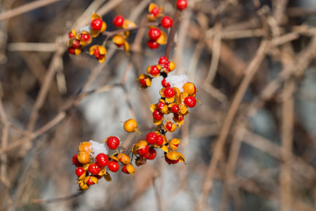 Oriental bittersweet Celastrus orbiculatus colorfull fruits closeup selective focusの写真素材